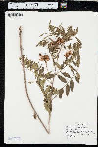 Glycyrrhiza lepidota image