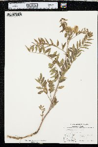 Glycyrrhiza lepidota image