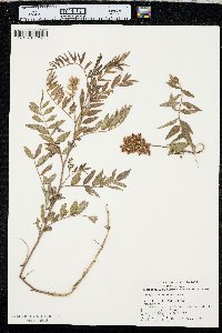 Glycyrrhiza lepidota image