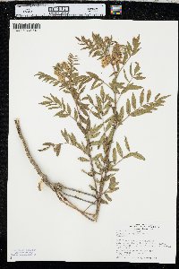 Glycyrrhiza lepidota image