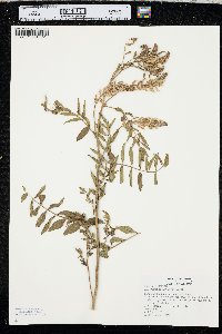 Glycyrrhiza lepidota image