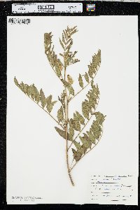 Glycyrrhiza lepidota image