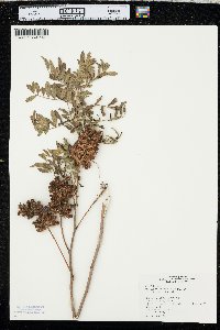 Glycyrrhiza lepidota image