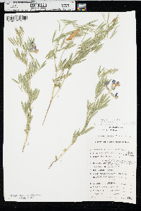 Lathyrus decaphyllus image