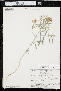 Lathyrus graminifolius image