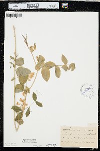 Lathyrus ochroleucus image