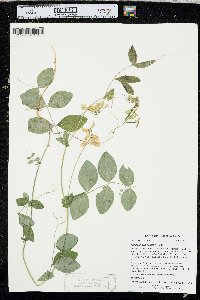 Lathyrus ochroleucus image