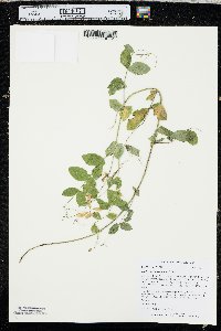 Lathyrus ochroleucus image