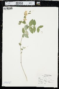 Lathyrus ochroleucus image