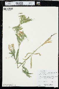 Lathyrus pauciflorus image