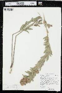 Lespedeza capitata image