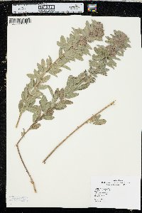 Lespedeza capitata image