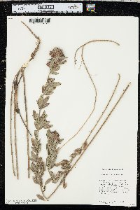 Lespedeza capitata image