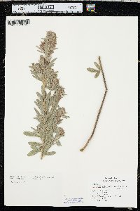 Lespedeza capitata image