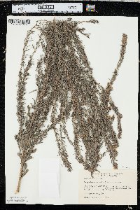 Lespedeza cuneata image