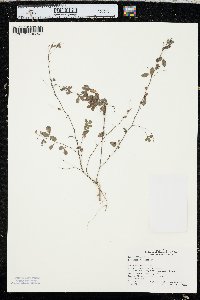 Lespedeza violacea image