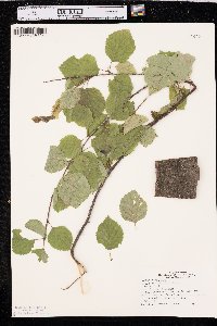 Betula occidentalis image