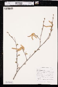 Betula occidentalis image