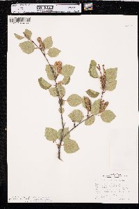 Betula occidentalis image