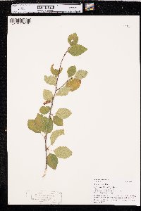 Betula occidentalis image