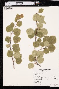 Betula occidentalis image