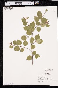 Betula occidentalis image