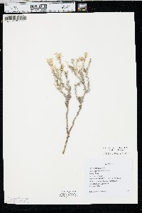 Linanthus pungens image