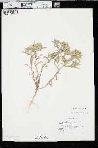 Collomia linearis image