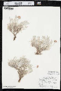 Eriogonum pauciflorum var. gnaphalodes image