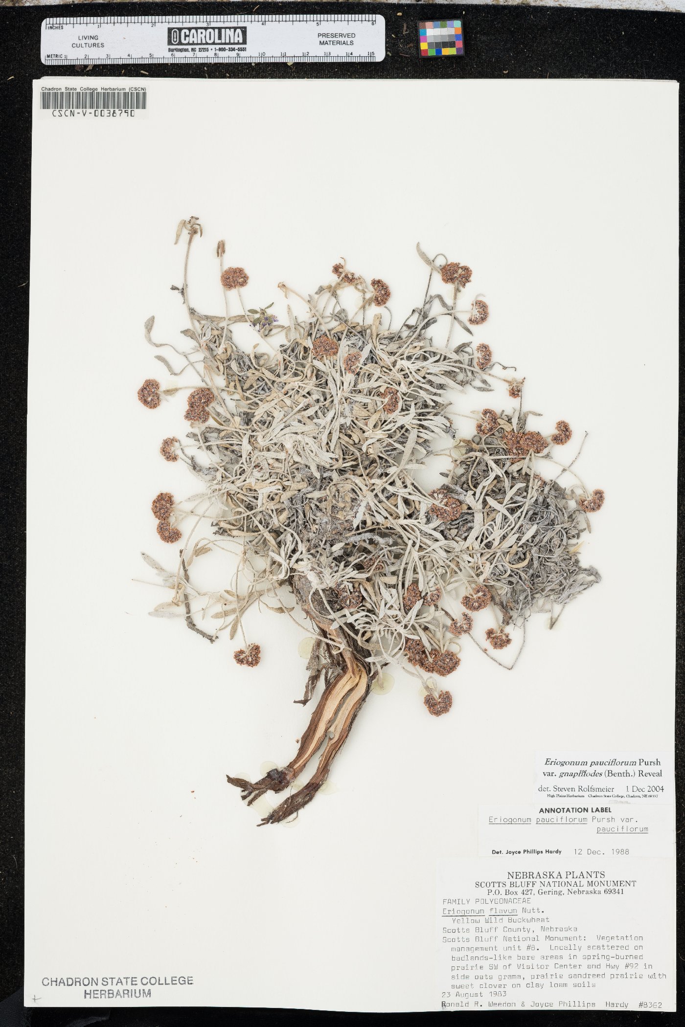 Eriogonum pauciflorum var. gnaphalodes image