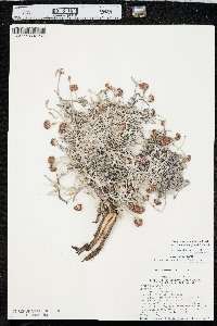 Eriogonum pauciflorum image