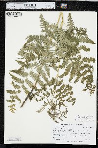 Pteridium aquilinum var. pubescens image