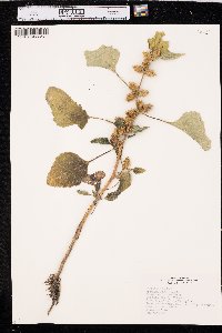 Xanthium orientale image