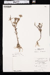 Bidens tripartita image