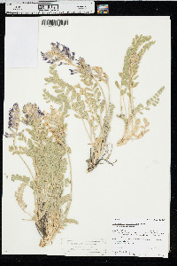 Astragalus mollissimus image