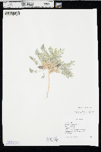 Astragalus lotiflorus image