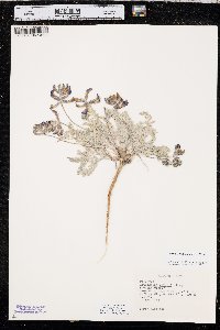 Astragalus missouriensis image