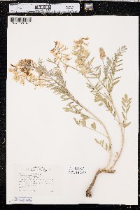 Astragalus racemosus image