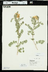 Colutea arborescens image