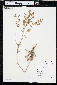 Glycyrrhiza lepidota image