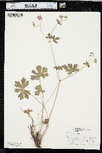 Geranium caespitosum image