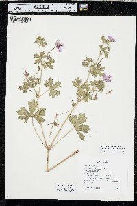 Geranium viscosissimum image