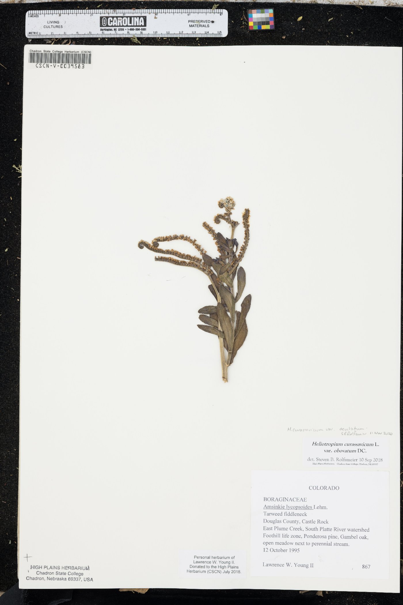 Heliotropium curassavicum var. oculatum image