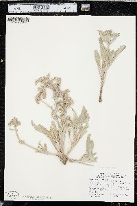 Phacelia hastata image