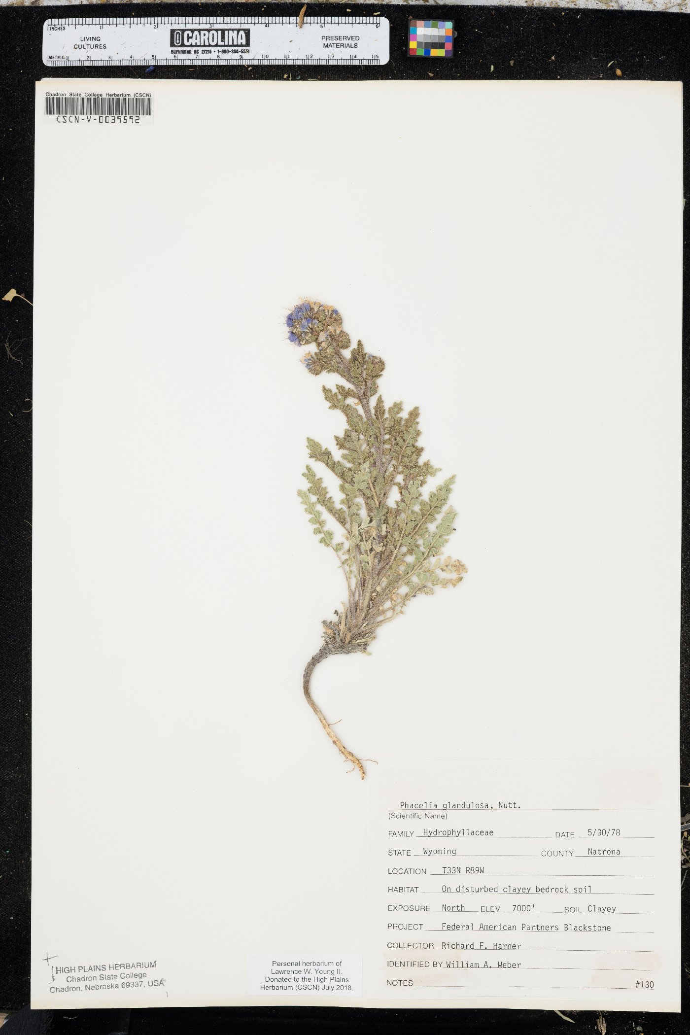Phacelia glandulosa image