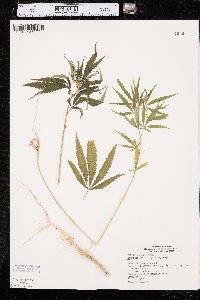 Cannabis sativa image