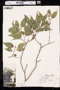 Celtis laevigata image