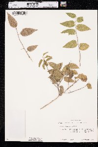 Celtis laevigata image