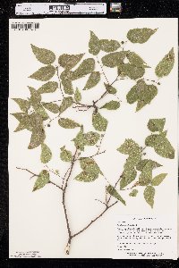 Celtis tenuifolia image