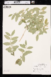 Lonicera morrowii image